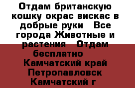 Отдам британскую кошку окрас вискас в добрые руки - Все города Животные и растения » Отдам бесплатно   . Камчатский край,Петропавловск-Камчатский г.